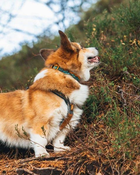 Нашийник для собак Trail quest collar RP signature edition Non-stop dogwear Бірюзовий/Дуб L 40476 фото