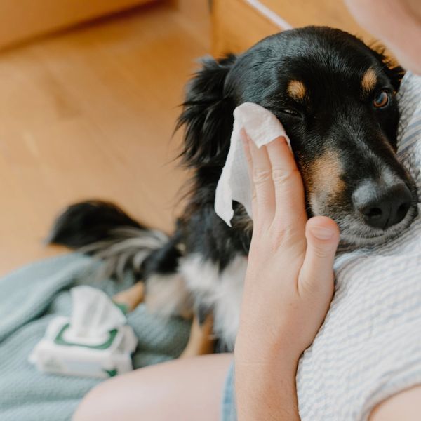 Бамбуковые салфетки для очищения слезных дорожек собак Beco Pets Dog Eye Wipes 70 шт. 45571 фото