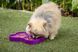 Миска слоуфідер для маленьких собак LickiMat Small Slodog Purple 30348 фото 2