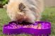 Миска слоуфідер для маленьких собак LickiMat Small Slodog Purple 30348 фото 4
