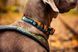 Нашийник для собак Trail quest collar RP signature edition Non-stop dogwear Бірюзовий/Дуб L 40476 фото 6