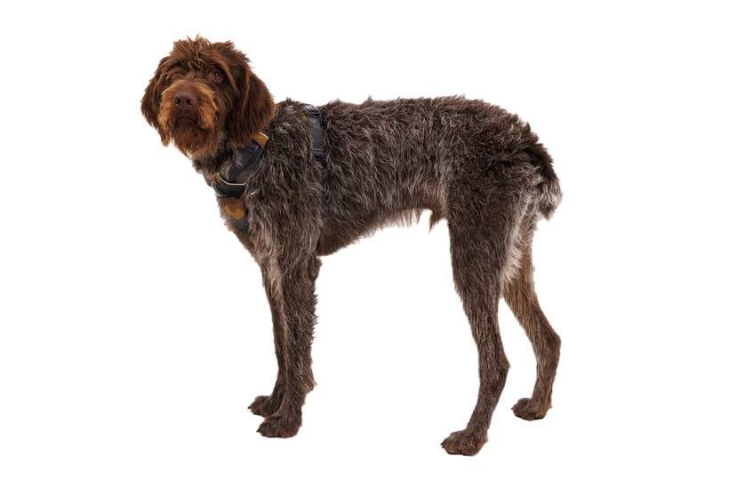 Повседневная шлейка для собак Ruffwear Front Range&reg; XS 43-56 см Серо-коричневый 30787 фото