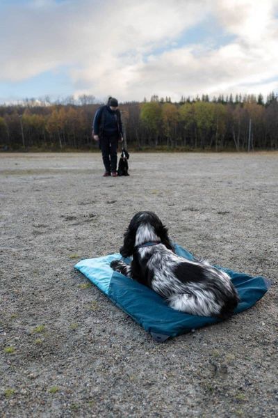 Складаний килимок для собак Trekking dog bed Non-stop dogwear Темно-Бірюзовий S 40549 фото