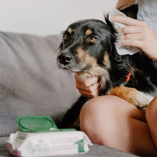 Бамбуковые салфетки для очищения ушек собак Beco Pets Dog Ear Wipes 70 шт. 45572 фото