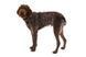 Повсякденна шлейка для собак Ruffwear Front Range&reg; S 56-69 см Сіро-коричневий 30788 фото 5