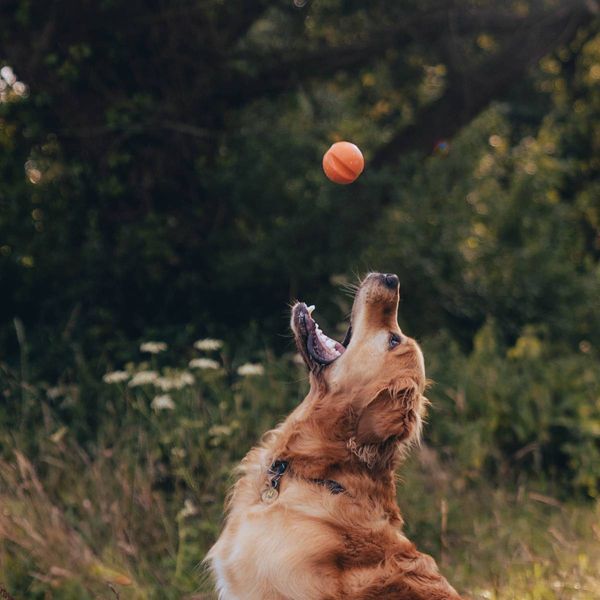 Игрушка мячик с отверстием для вкусняшек для собак Beco Pets Fetch Ball Оранжевый 31353 фото