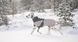 Зимняя куртка для собак Glacier wool jacket 3.0 Non-stop dogwear Серый 55 41116 фото 2