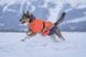 Куртка для собак Long distance + jacket Non-stop dogwear Помаранчевий M 41357 фото 5