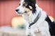 Нашийник для собак Cruise Non-stop dogwear Чорний 3XL 40433 фото 6