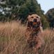 Игрушка мячик с отверстием для вкусняшек для собак Beco Pets Fetch Ball Оранжевый 31353 фото 8