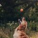Игрушка мячик с отверстием для вкусняшек для собак Beco Pets Fetch Ball Оранжевый 31353 фото 4