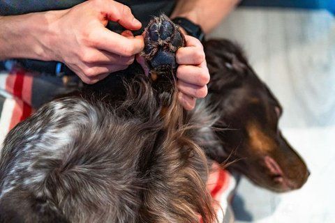 Мазь для ухода за лапами собак Paw care Non-stop dogwear 100 мл 40478 фото
