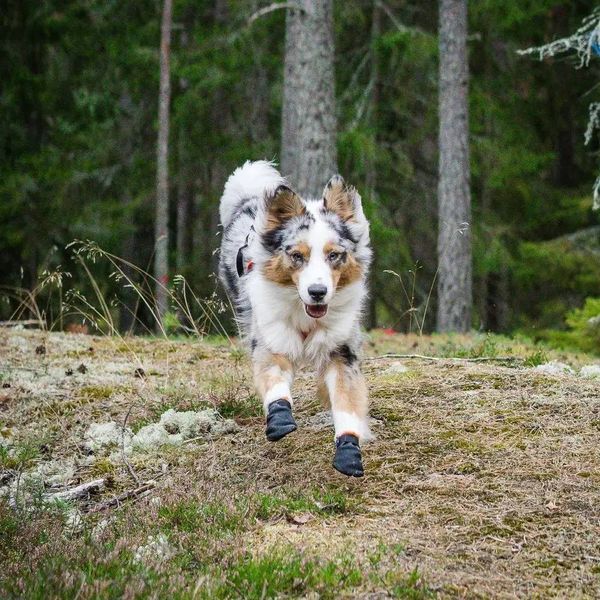 Черевики для собак Protector bootie Non-stop dogwear Чорний/Помаранчевий M 4 Шт. 40328 фото