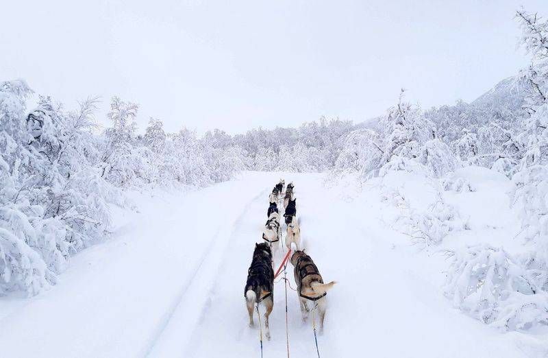 Шлейка для собак Nansen stick harness Non-stop dogwear Чорний 10.5 40728 фото