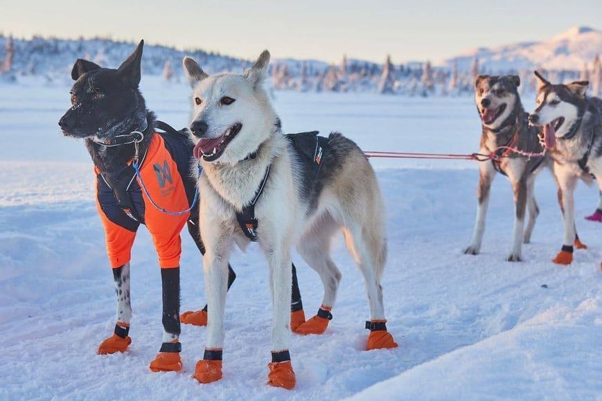 Футболка для собак Protector t-shirt Non-stop dogwear Чорний/Помаранчевий S 41055 фото