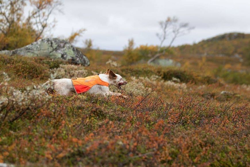 Світловідбивна накидка Protector cover Non-stop dogwear Помаранчевий M 40855 фото