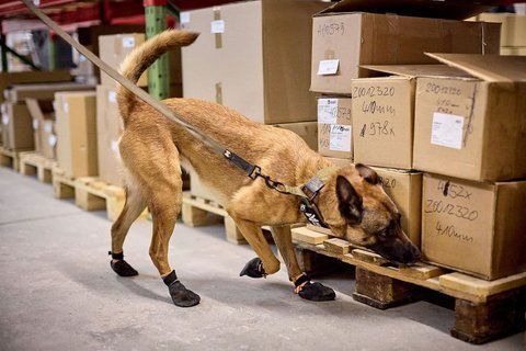 Поводок для собак Solid leash WD Non-stop dogwear Оливковый 2 м 41408 фото