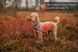 Світловідбивна попона Reflection blanket Non-stop dogwear Помаранчевий M 40861 фото 7