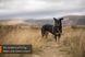 Шлейка для собак Line harness 5.0 Non-stop dogwear Зелений 5 40620 фото 2