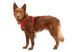Повсякденна шлейка для собак Ruffwear Front Range&reg; L/XL 81-107 см Червоний 30795 фото 8