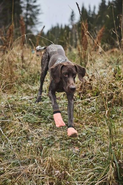 Шкарпетки для собак Protector light socks Non-stop dogwear Помаранчевий L 4 Шт. 40335 фото