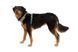 Повсякденна шлейка для собак Ruffwear Front Range&reg; XXS 33-43 см Зелений 30796 фото 2