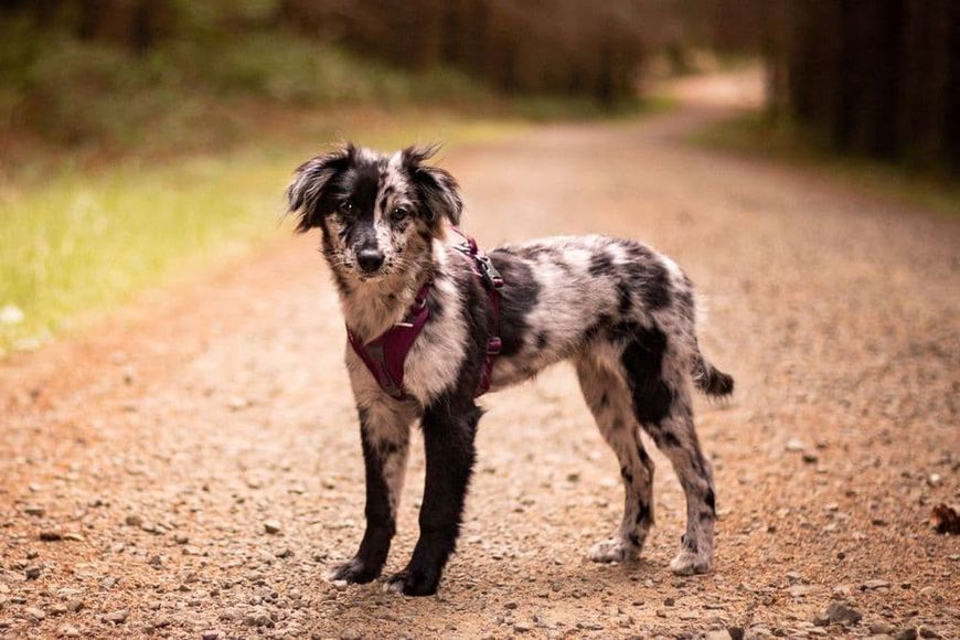 Шлейка для собак Ramble harness Non-stop dogwear Фіолетовий S 40571 фото