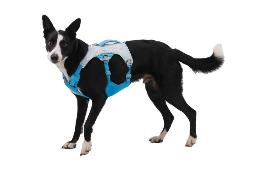 Охолоджувальна шлейка для собак Ruffwear Swamp Cooler&trade; S 56-69 см Блакитний 41874 фото