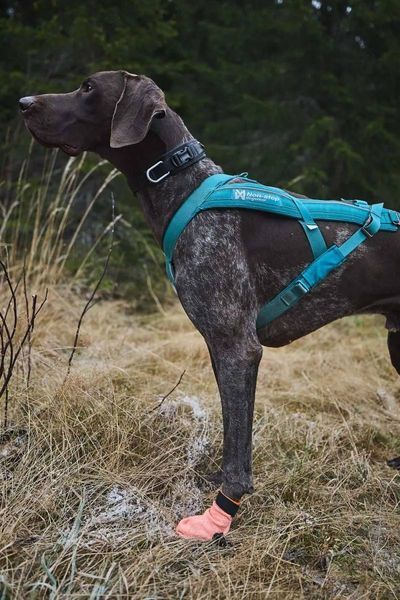 Носки для собак Protector light socks Non-stop dogwear Оранжевый 2XL 4 Шт. 40337 фото