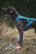 Носки для собак Protector light socks Non-stop dogwear Оранжевый 2XL 4 Шт. 40337 фото 2
