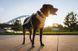Повседневный поводок для собак Ruffwear Front Range&trade; Оранжево-серый 30910 фото 10
