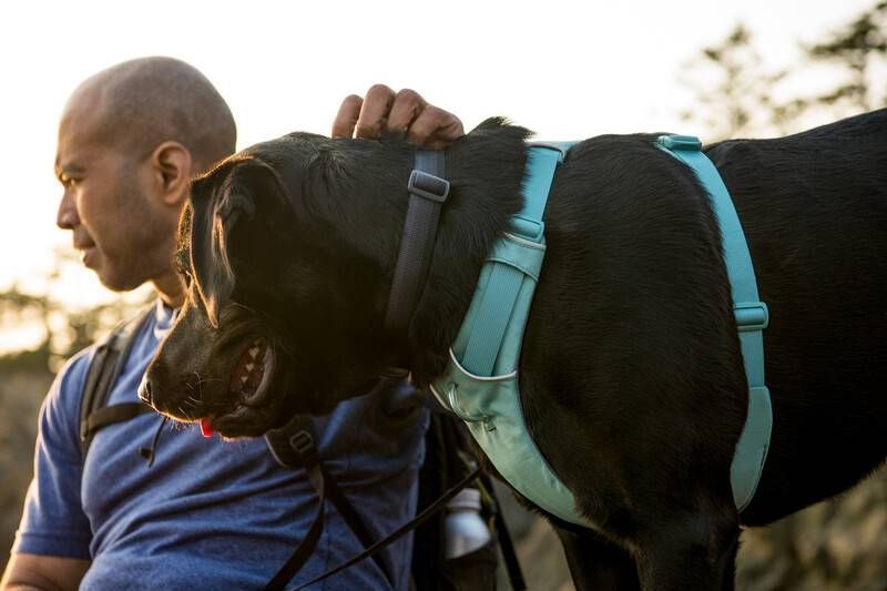 Повсякденна шлейка для собак Ruffwear Front Range&reg; S 56-69 см Зелений 30798 фото