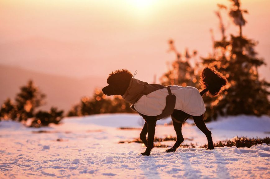 Зимова куртка для собак Glacier wool jacket 3.0 Non-stop dogwear Сірий 80 41120 фото