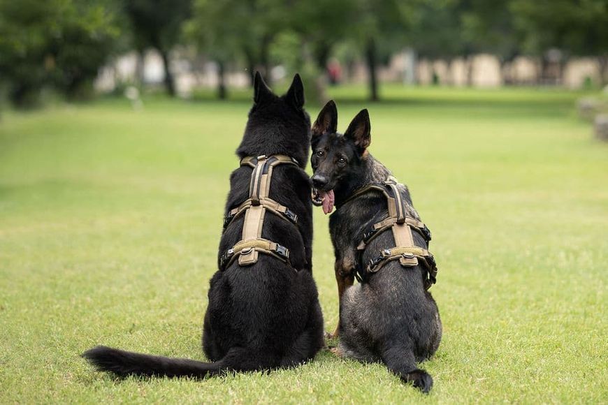 Подовжена шлейка для собак Line harness long WD Non-stop dogwear Оливковий 5 40803 фото
